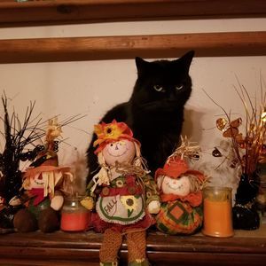 Meet your Posher, Dorrie